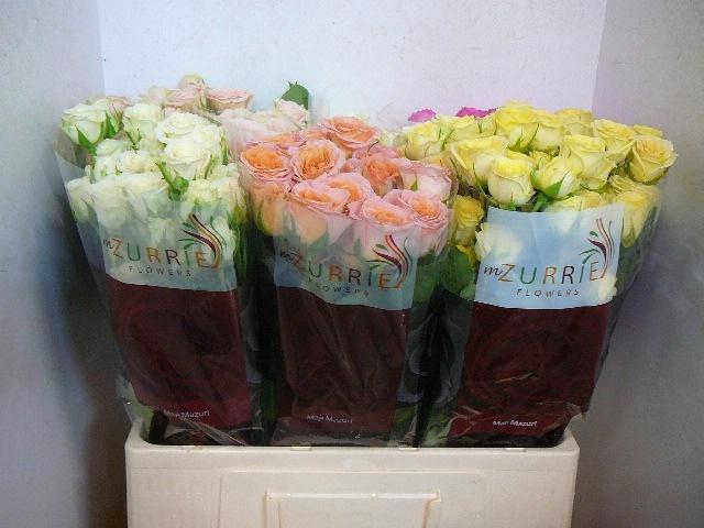 <h4>R TR GEM IN FUST</h4>