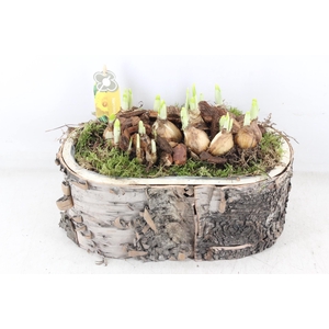 arr4 Narcis PL - Schors ovaal L los