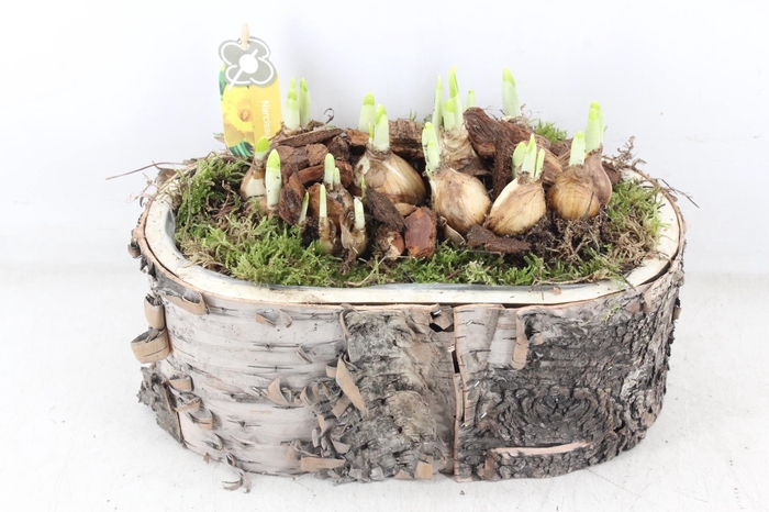 <h4>arr4 Narcis PL - Schors ovaal L los</h4>