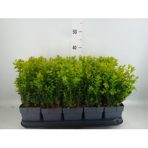 Buxus semp.   ...