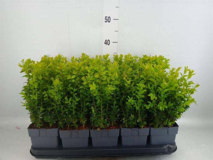 <h4>Buxus semp.   ...</h4>