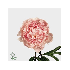 PAEONIA SARAH BERNHARDT