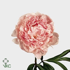 <h4>Paeonia Sarah Bernhard Pink Ongeplozen</h4>