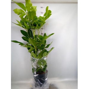 Schefflera actin. 'Amate'