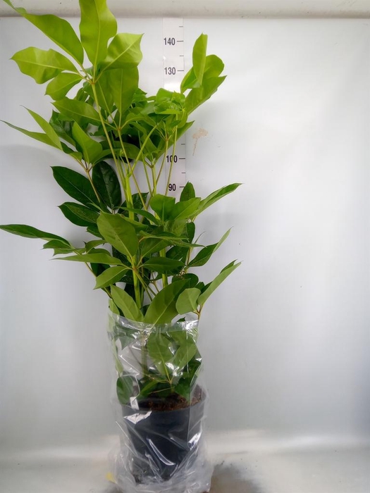 <h4>Schefflera actin. 'Amate'</h4>