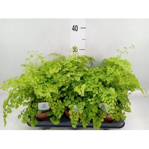 Adiantum raddi. 'Fragrans'