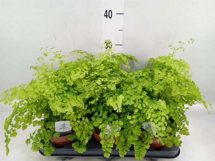 <h4>Adiantum raddi. 'Fragrans'</h4>