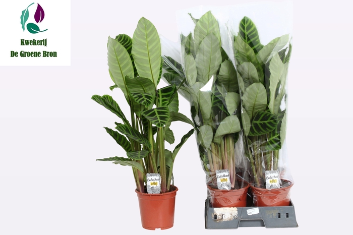 <h4>CALAT ZEBRINA</h4>