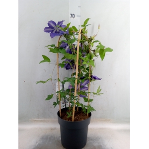 Clematis  'Garland'   ...