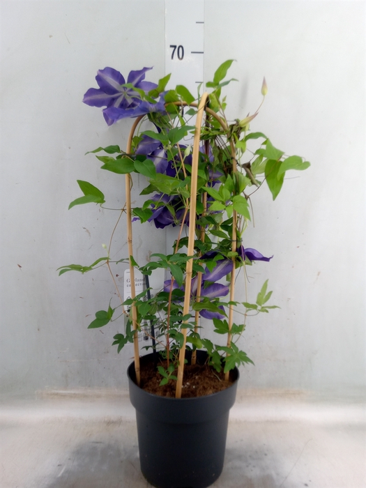<h4>Clematis  'Garland'   ...</h4>
