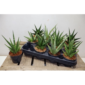 arr8 Sansev Cylindrica Ov