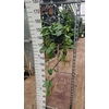 Philodendron scandens