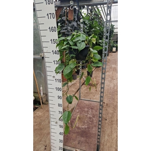 Philodendron scandens