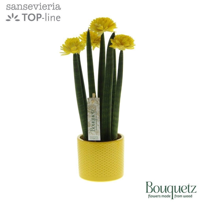 <h4>Sansevieria TOP-line Bouquetz Yellow in Dots keramiek</h4>