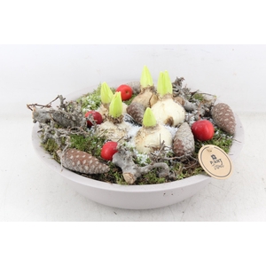 arr4 Hyacint PL - Zink schaal taupe