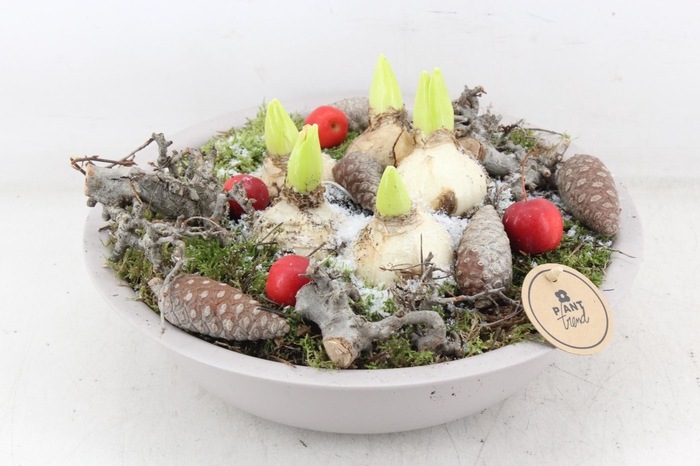 <h4>arr4 Hyacint PL - Zink schaal taupe</h4>