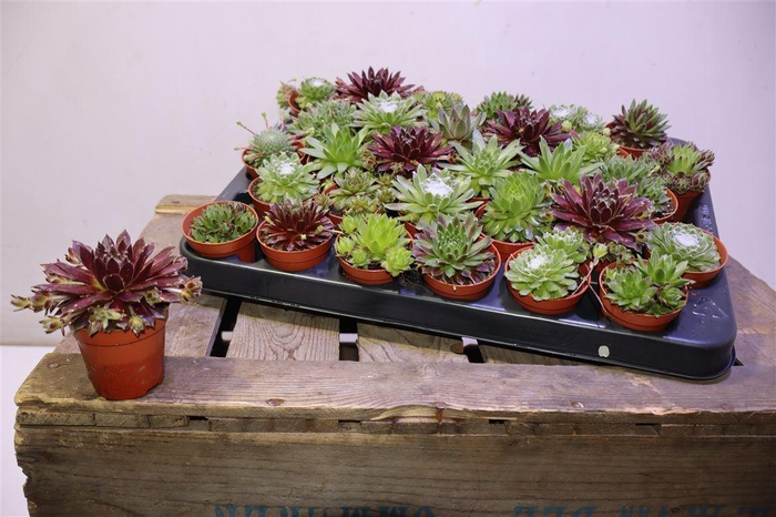 <h4>arr8 Semp Ov</h4>