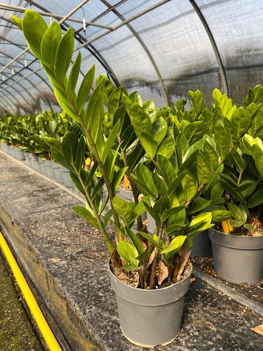 <h4>ZAMIO ZAMIIFOLIA</h4>