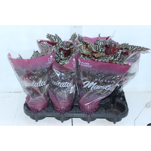 BEGONIA MACULATA SPOTLIGHT DARK P13