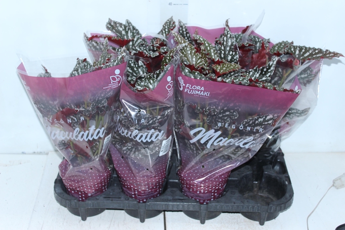 <h4>BEGONIA MACULATA SPOTLIGHT DARK P13</h4>