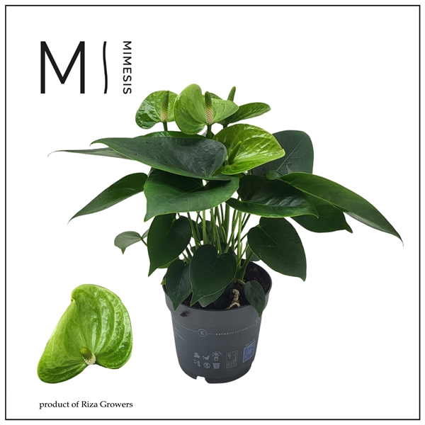 <h4>Anthurium (Andreanum Grp) Smaragd</h4>