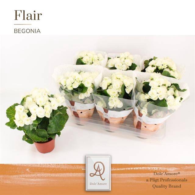 <h4>BEGONIA CLARA P14 DOLC'AMORE</h4>