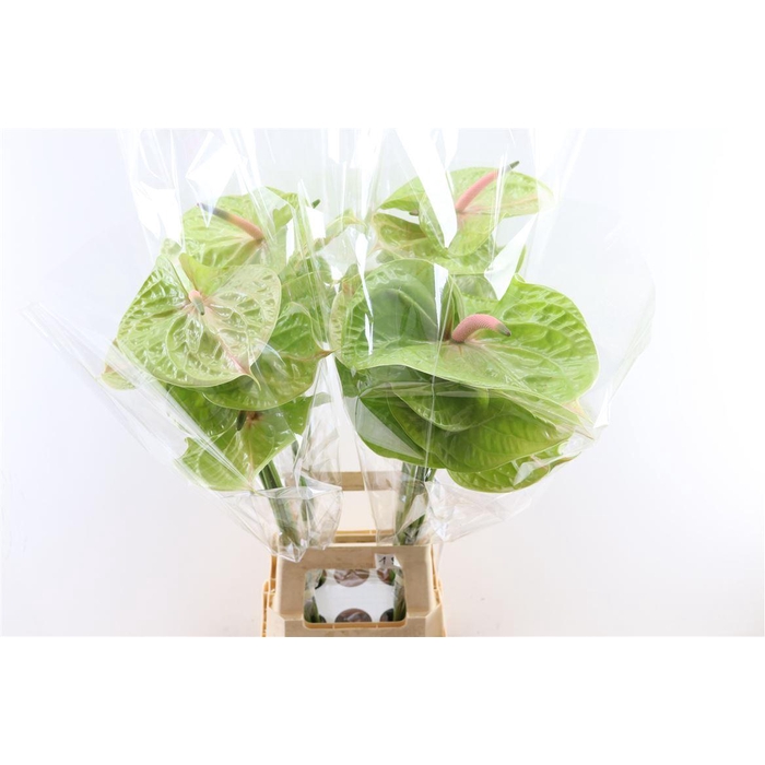 <h4>Anth A Pistache</h4>