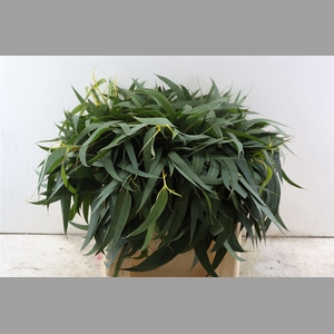 Euca Dominichina 55 Cm Per Bos