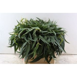 Euca Dominichina 55 Cm Per Bos