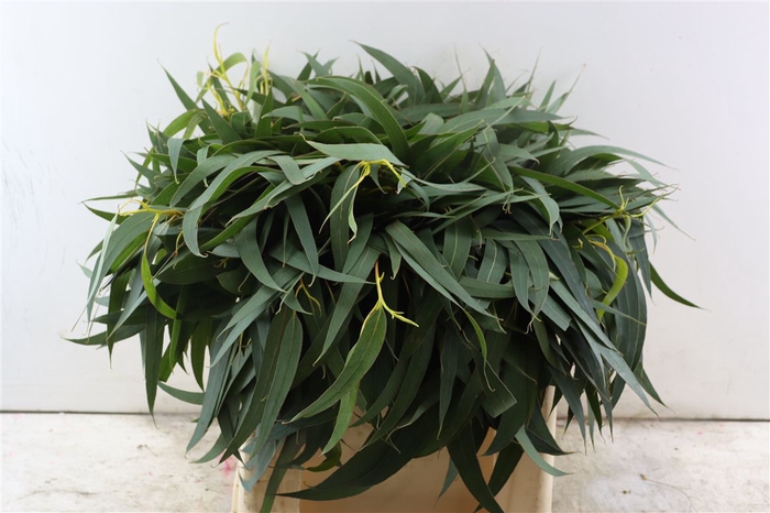 <h4>Euca Dominichina 55 Cm Per Bos</h4>