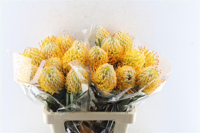 <h4>Leuco Co Goldie</h4>