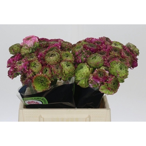 Ranunculus Pon Pon Malva