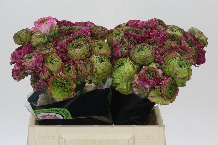 <h4>Ranunculus Pon Pon Malva</h4>