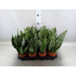 Sansevieria zeylanica