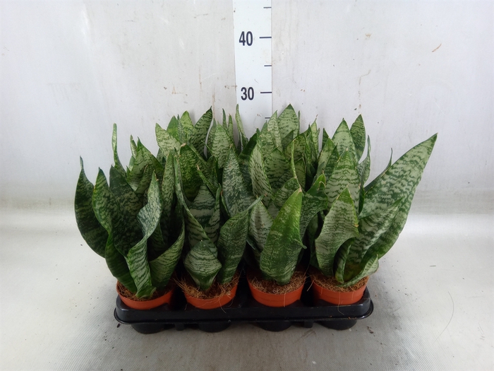 <h4>Sansevieria zeylanica</h4>