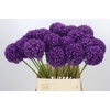 Allium Ambassador