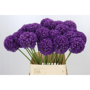 Allium Ambassador