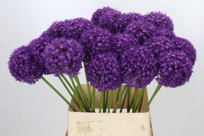 <h4>Allium Ambassador</h4>