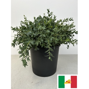 EUC PARVIFOLIA PB