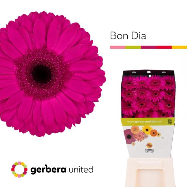 <h4>Gerbera diamond bon dia</h4>