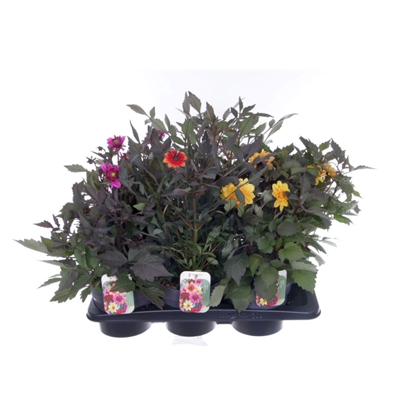 <h4>Dahlia Happy Days mix</h4>