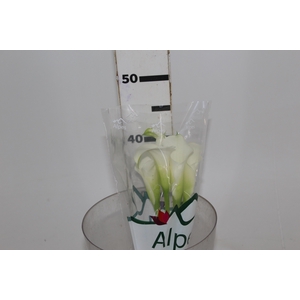 CALLAS VENTURA 040 CM