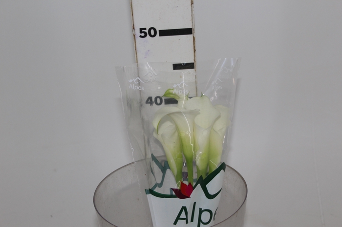 <h4>CALLAS VENTURA 040 CM</h4>