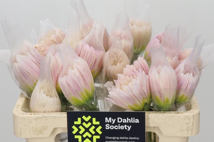<h4>Dahlia Cafe Au Lait</h4>