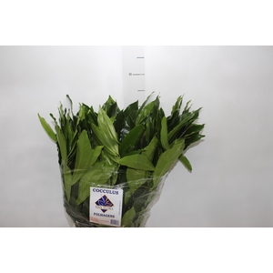 FOLHAGEM COCCULUS LAURIFOLIUS 060 CM