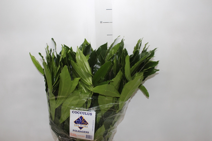 <h4>FOLHAGEM COCCULUS LAURIFOLIUS 060 CM</h4>