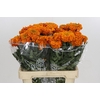 Tagetes Marigold Promise Orange