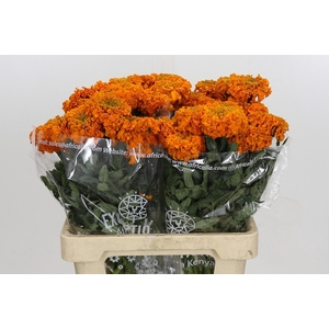 Tagetes Marigold Promise Orange