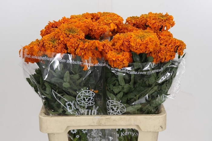 <h4>Tagetes Marigold Promise Orange</h4>