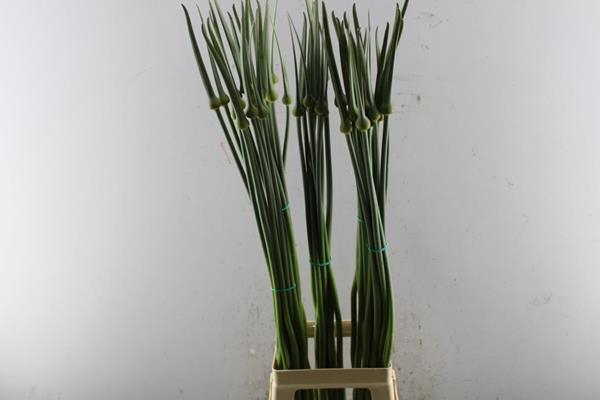 <h4>Allium Cepa Judith L 100</h4>